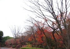 紅葉も終わり葉を落とすモミジ林-thumb-392x294-56739