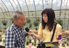 つりしのぶ2017_3