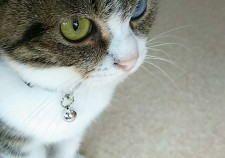 DSC_1249