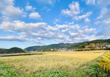 お米