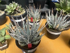 s-IMG_7451
