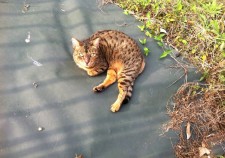 なんだよネコ