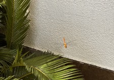 IMG_0499