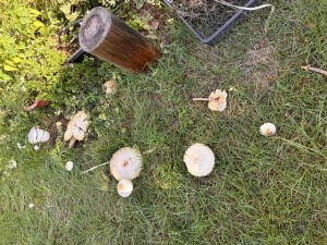 IMG_0800