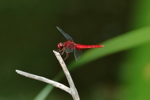 s-35082849_s